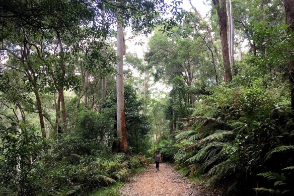 Sydney Walks. Photo shows the Blue Gum Walk which lies just a quick walk away from Hornsby train station. Photo supplied.