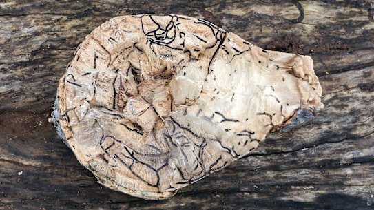 Shot-hole borer damage in a box maple tree.