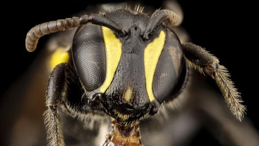 The Australian masked bee, from the Hylaeus genus, is a solitary bee that makes cellophane-like nesting material for its young.