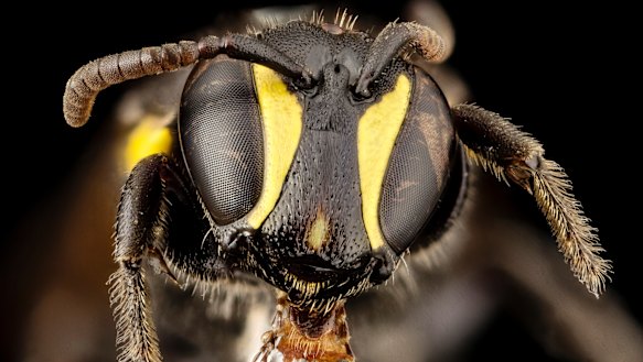 The Australian masked bee, from the Hylaeus genus, is a solitary bee that makes cellophane-like nesting material for its young.