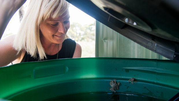 Peron's tree frog in Natalie Patrick's water tank. She collects the water to give to animals.