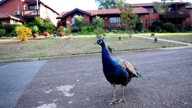 A peacock grazes on the lawns of St Aidan's Court in Narrabundah.