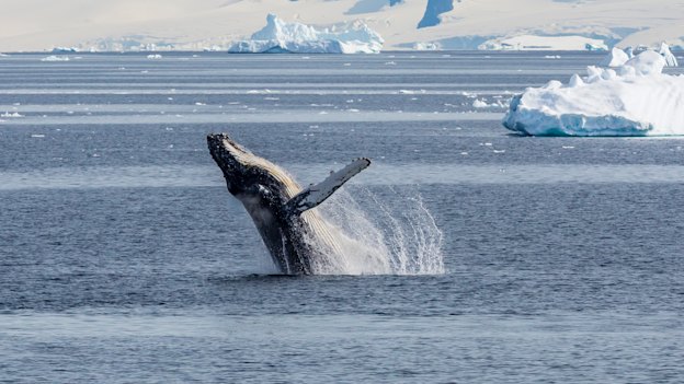 An adult humpback whale breaching in the Gerlache Strait, Antarctica.