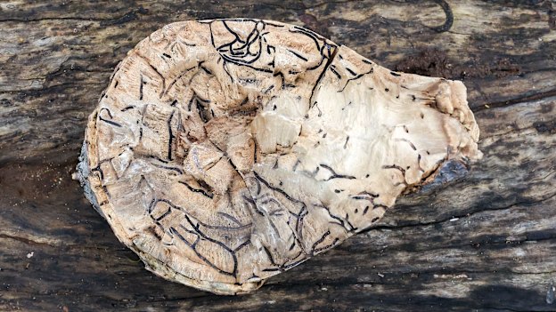 Shot-hole borer damage in a box maple tree.