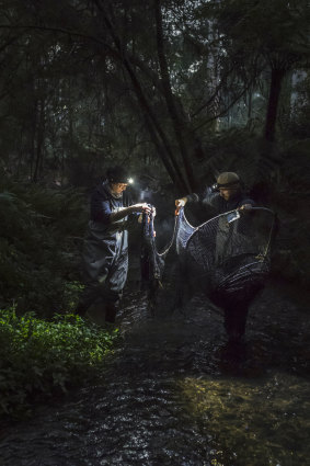 Joshua Griffiths and PhD student Tamielle Brunt pack up Fyke nets in the early morning. These were set the afternoon prior to try and capture platypuses