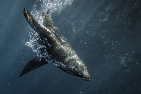 An Australian Fur Seal swims at the base of the cliffs under the Macquarie Lighthouse in Vaucluse.