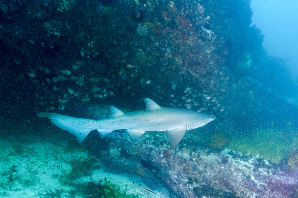 A young grey nurse shark off the headland at South Bondi.