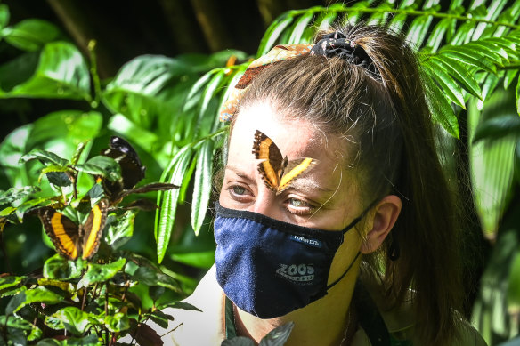 The change in butterfly behaviour had not been observed before.