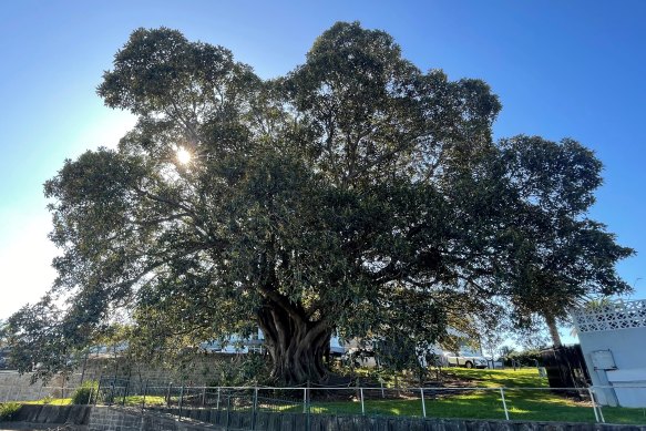 This Moreton Bay fig tree at Water Street, Sans Souci, was placed on Georges River Council’s Significant Tree Register.