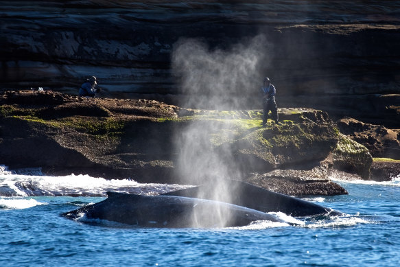 The ones that got away: Whales glide close to the rocks near Kurnell as a rock fisher looks on.