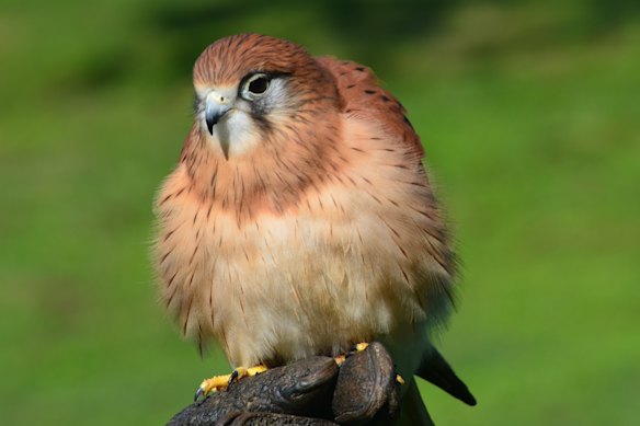 Sparrow the nankeen kestrel was about the size of a lorikeet.