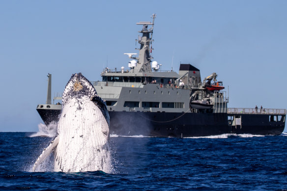 A humpback whale makes its presence felt in front of the MV Sycamore, near Cronulla, over the weekend.