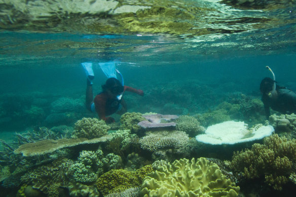 Dr David Abrego and Dr Emily Howells, the new directors of Lizard Island Research Station, swim over a healthy (left), stressed (middle) and bleached (white) table coral.