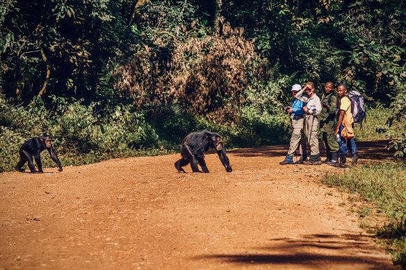 Kibale National Park, Uganda.