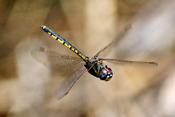 Dragonflies live for a month or two and eat mosquitos and other insects.