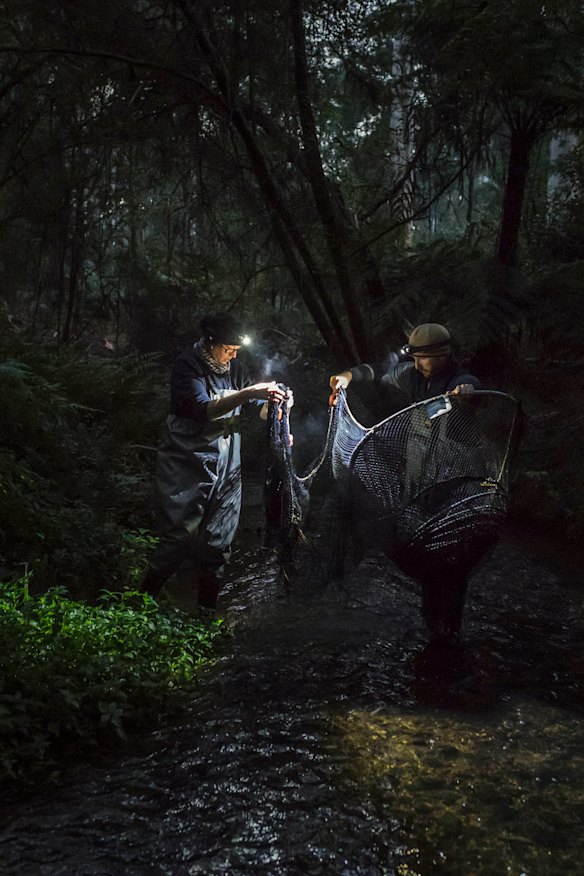 Joshua Griffiths and PhD student Tamielle Brunt pack up Fyke nets in the early morning. These were set the afternoon prior to try and capture platypuses