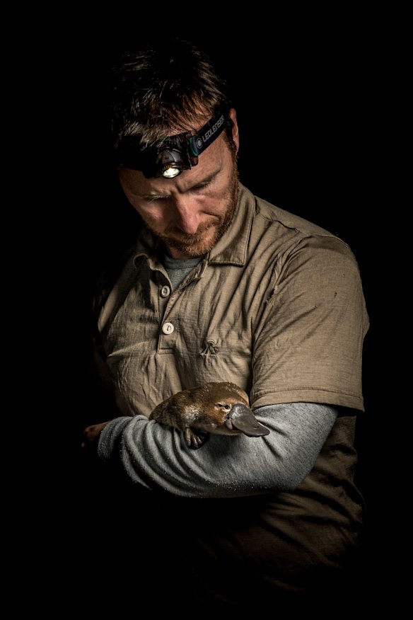 Joshua Griffiths cradles a young female platypus just before releasing it back into a stream. 
