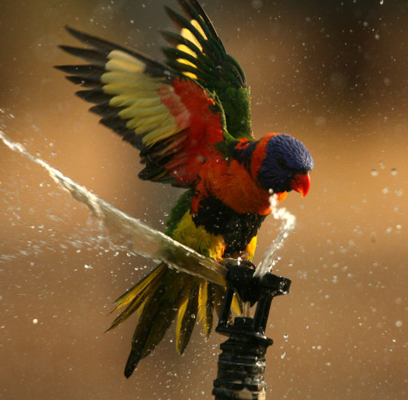 A rainbow lorikeet happy to drop in for a drink