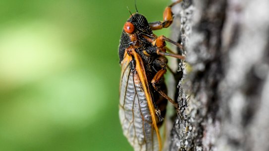Some gourmands have taken to calling cicadas “the other white meat” – or “tree shrimp” because of their genetic closeness to the crustacean.