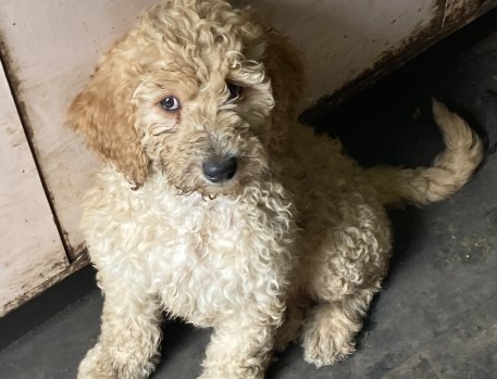 Dog breeder cops 40-year ban after sought-after labradoodle puppies found living in filth