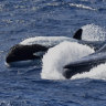 Apex predator: Killer whales hunt the largest animal on earth