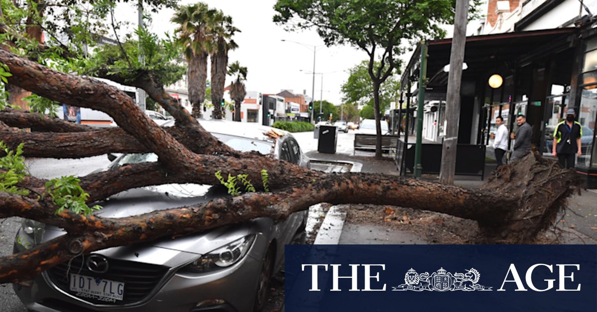Victoria wild weather: Fallen trees, damaged roofs and 300,000 without power as heavy winds lash state - Vimarsana News