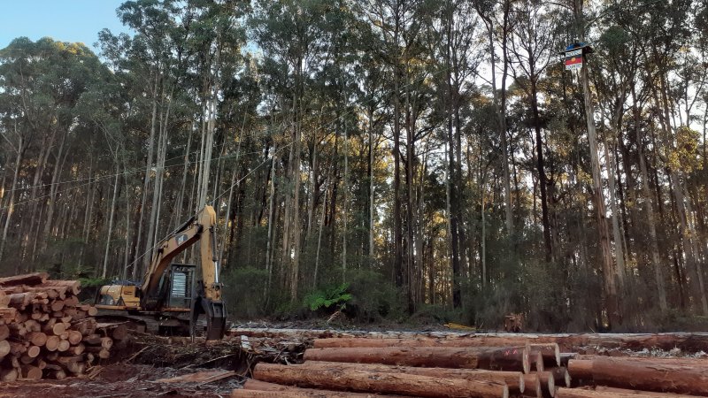 The fight over Australian logging goes global