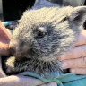 Wombat joey Hope survived more than three weeks without her mother, who was killed by unknown offenders.