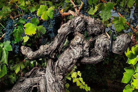 A grand old grapevine from Langmeil’s Freedom Vineyard in South Australia’s Barossa Valley. The shiraz vineyard, planted in 1843, is the oldest in Australia – and possibly the world.