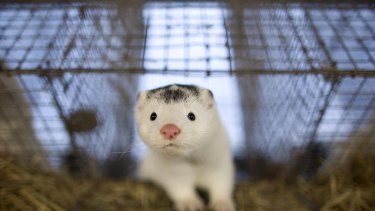 Denmark will cull its population of 17 million mink amid transmission fears.
