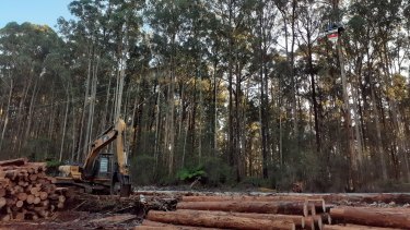 A protester sits in a tree at Noojee.