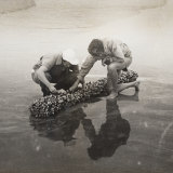 Isobel Bennett (right) and colleagues examining gooseneck barnacles covering a log in Gerroa, 1930-52.