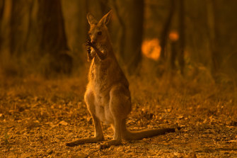 An Eastern Grey kangaroo licks burnt limbs after escaping from the Liberation Trail fire (seen behind) outside Nana Glen impacts properties.