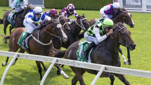 All Stand, pictured winning a Highway at Randwick, is a danger to Tarbert in Race 1.