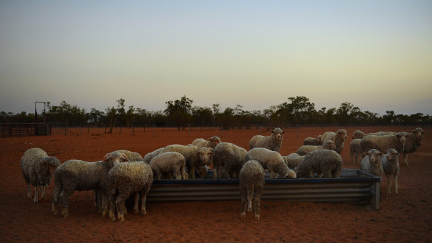 Sheep at a feed trough on Yathonga Station near Tilpa, NSW.