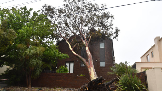 Wild winds uprooted a tree in Beaumaris. Residents of the building were evacuated.