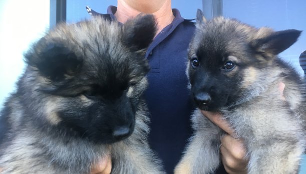 The Queensland police's R Litter made their public debut on Thursday. 