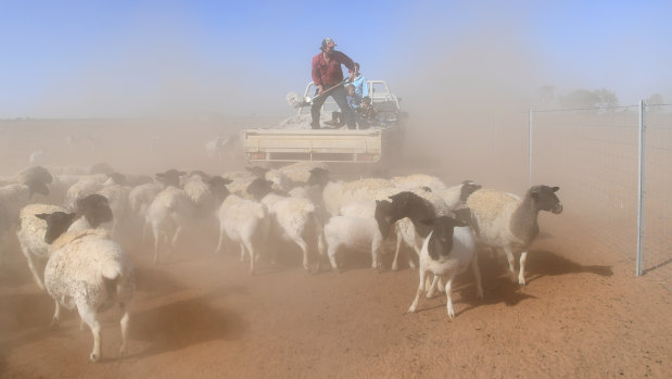 A farmer feeds his sheep on a farm near Bollon, Queensland, this week. 