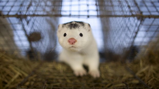 Denmark will cull its entire mink population amid coronavirus transmission fears.
