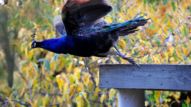 There have been several attempts to get rid of the peacocks.