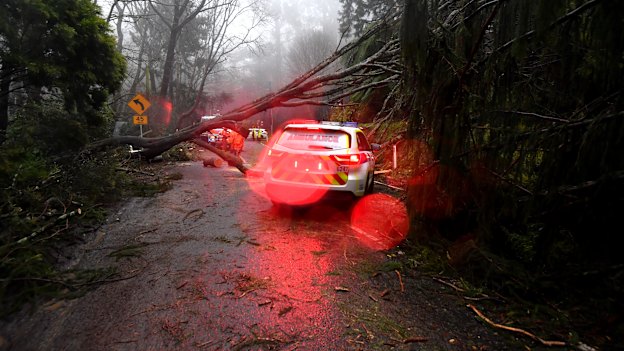 A fallen tree delays emergency service workers in Olinda.