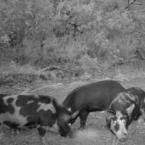 About 191,950 feral pigs have been killed across NSW in the last three financial years, with aerial shooting responsible for 91 per cent of their removal.