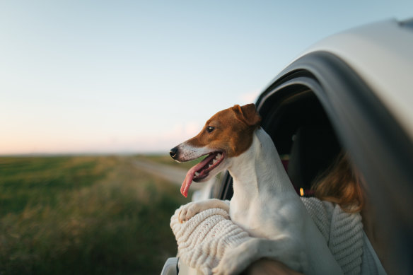 Animals love their families with a love that isn’t conditional.