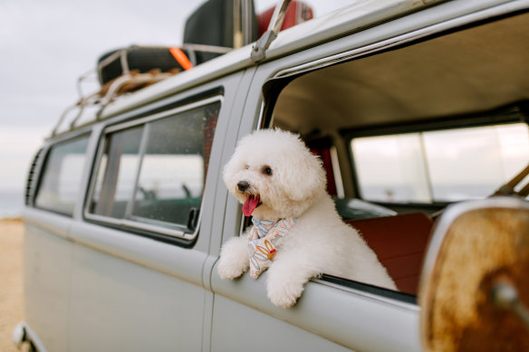 Pack your pooch! There has never been more of a demand for pet-inclusive getaways