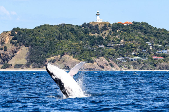 The cooler months see a spike in humpback whale sightings.