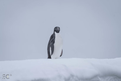 Antarctic animals like this Adelie penguin are at higher risk of suburn and even skin cancers, scientists have found.