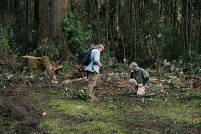 Conservationists discovered a dead greater glider beneath felled trees in the Yarra Ranges National Park.