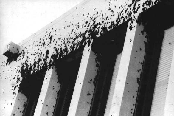 In 1988, Bogong moths took over the walls and blocked windows of the “new” Parliament House in Canberra. 