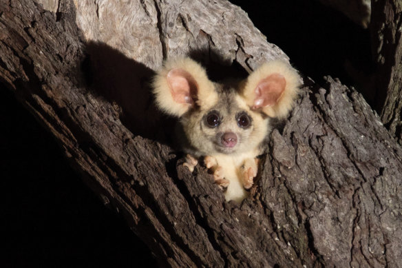 David Lindenmayer had the closest of encounters with a greater glider, a species he has spent decades studying.