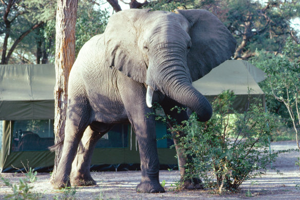 Afrika filleri, etkileyici yüz özellikleri ve kıskaç benzeri tutuşlarıyla küçük nesneleri bile kavrayabilen hünerli hortumlarıyla tanınırlar.